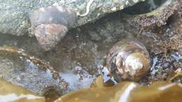 Image of brown turban