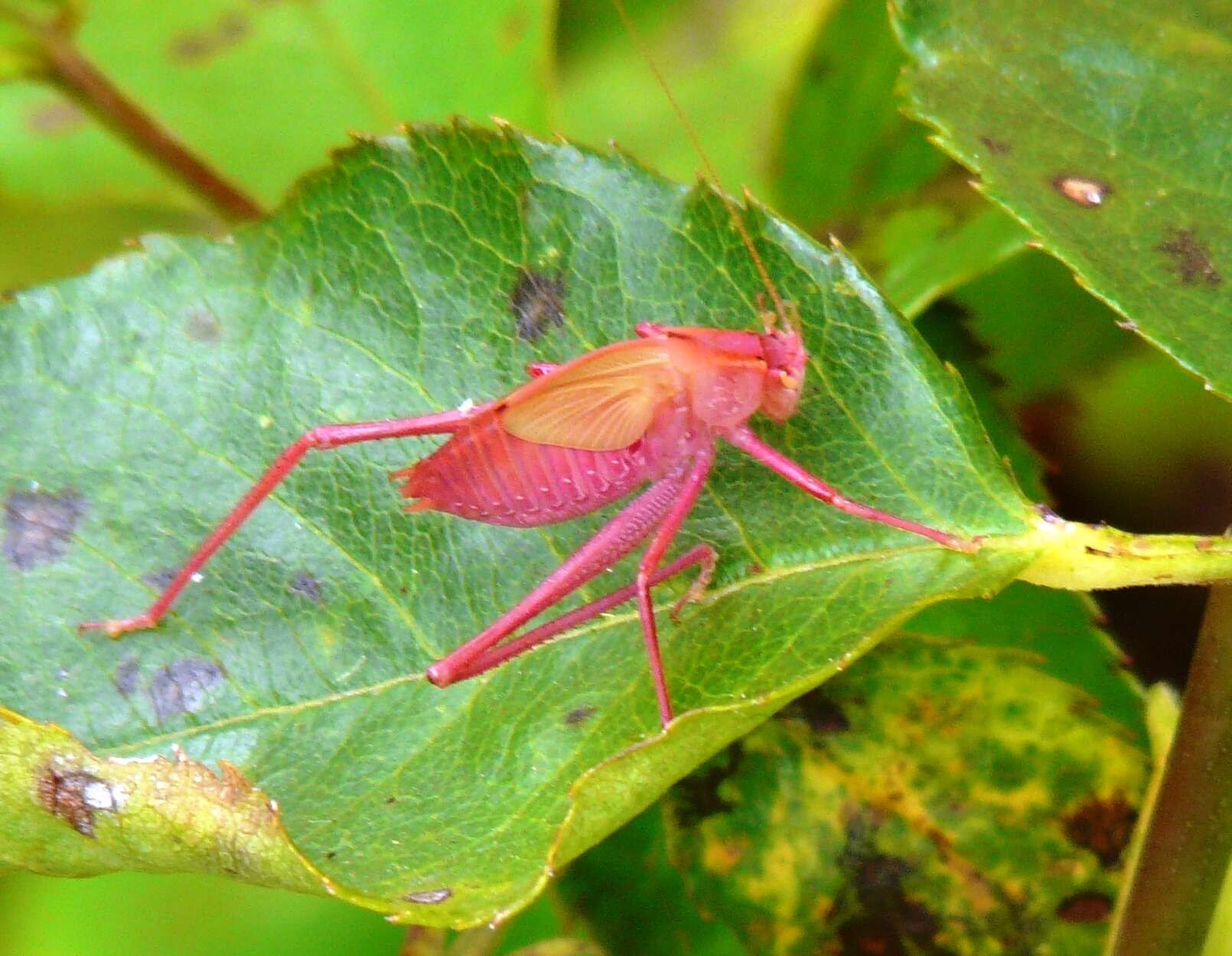 Plancia ëd Caedicia simplex (Walker & F. 1869)