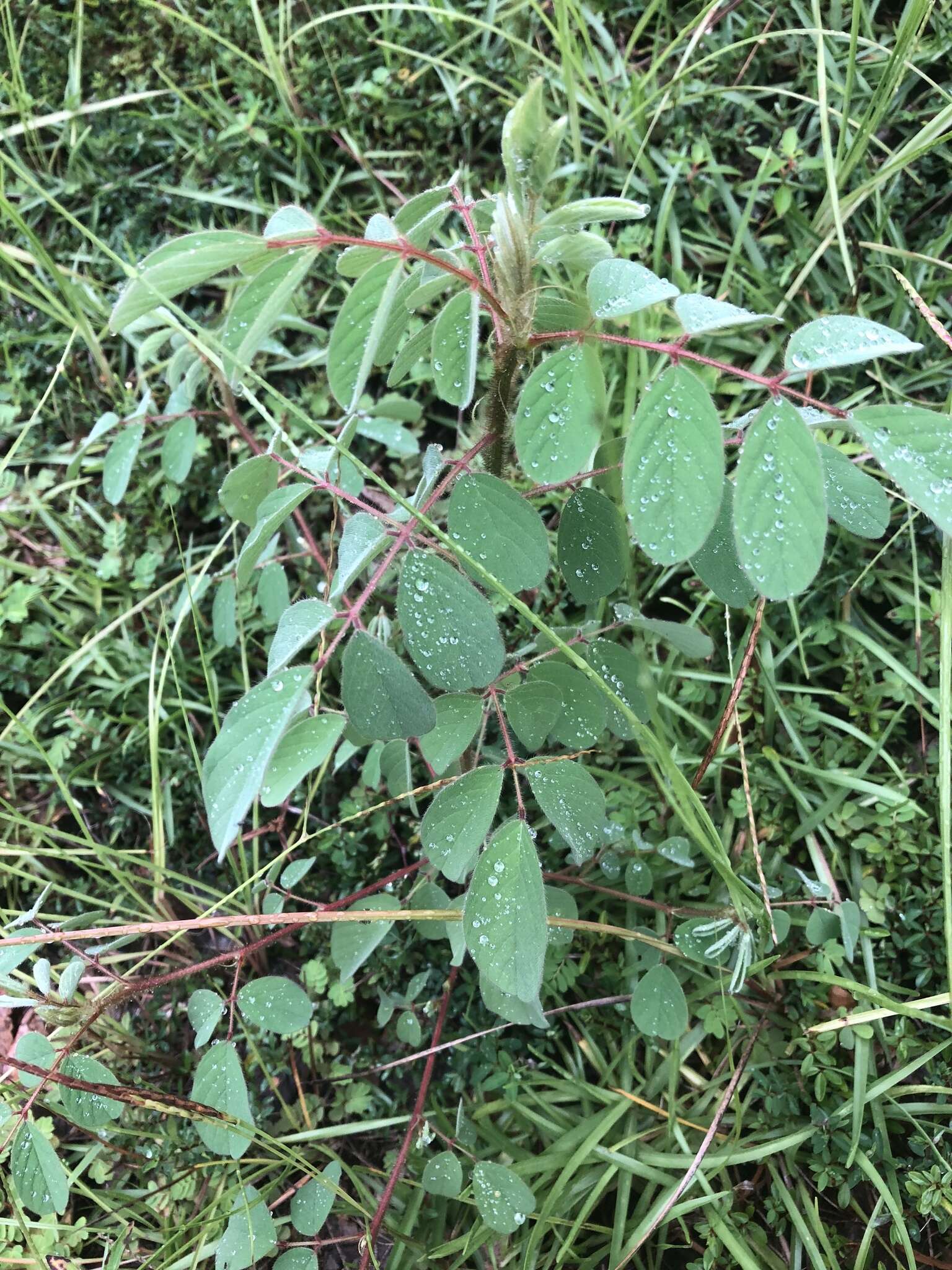 Sivun Indigofera hirsuta L. kuva