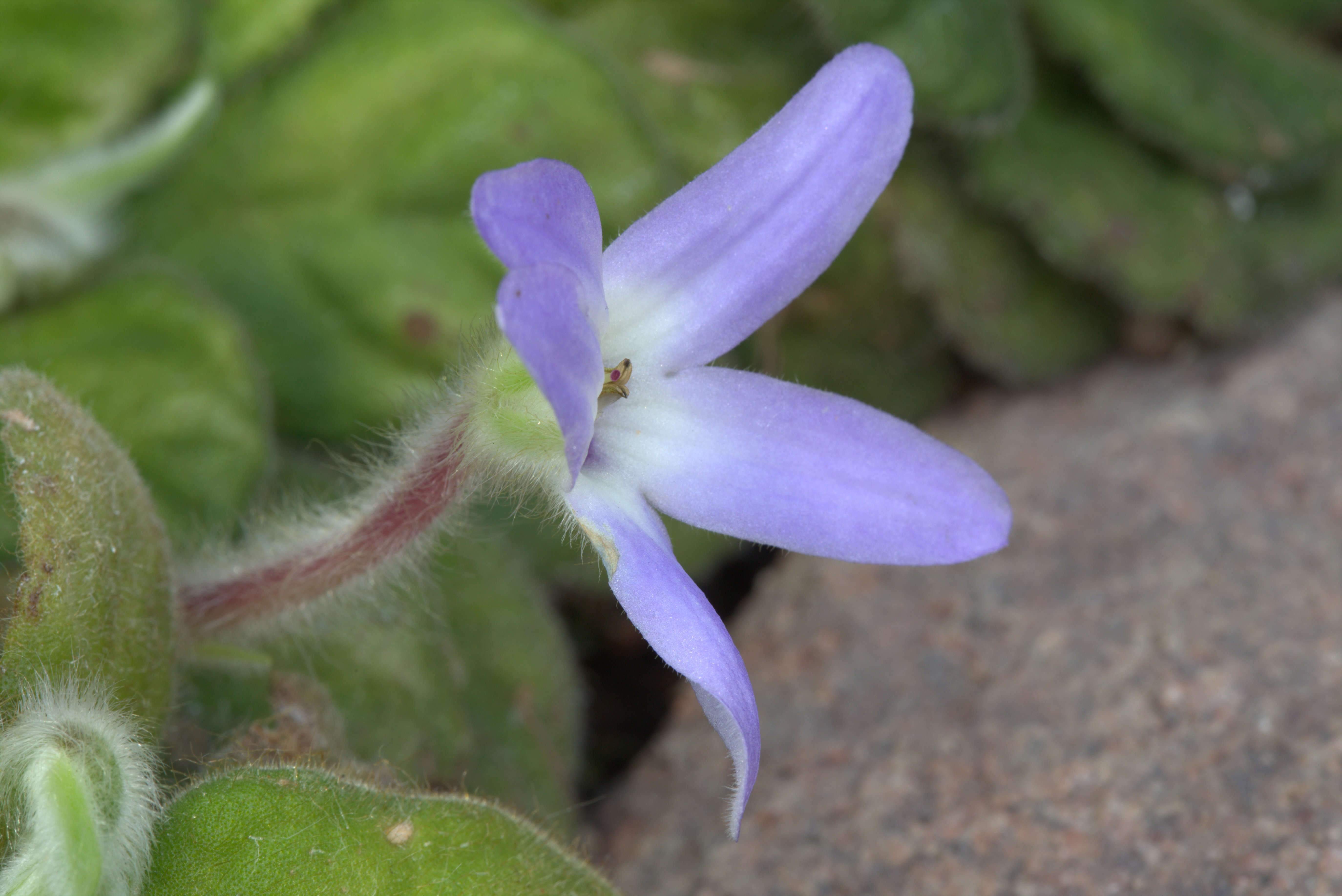 Image of Petrocosmea kerrii Craib