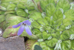 Image of Petrocosmea kerrii Craib