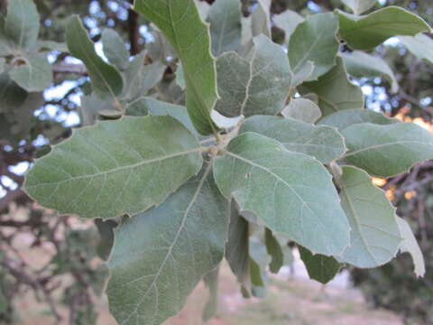 Imagem de Quercus brantii Lindl.