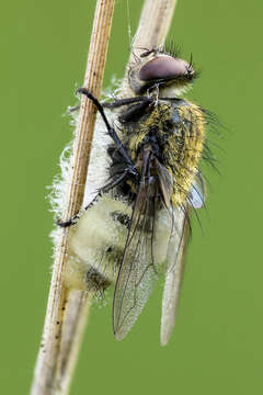 Image of Entomophthora muscae (Cohn) Fresen. 1856