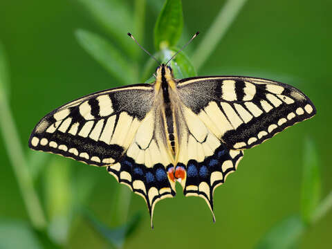 Image of Old World Swallowtail