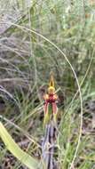 Imagem de Caladenia actensis D. L. Jones & M. A. Clem.