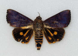 Слика од Hypocala violacea Butler 1879