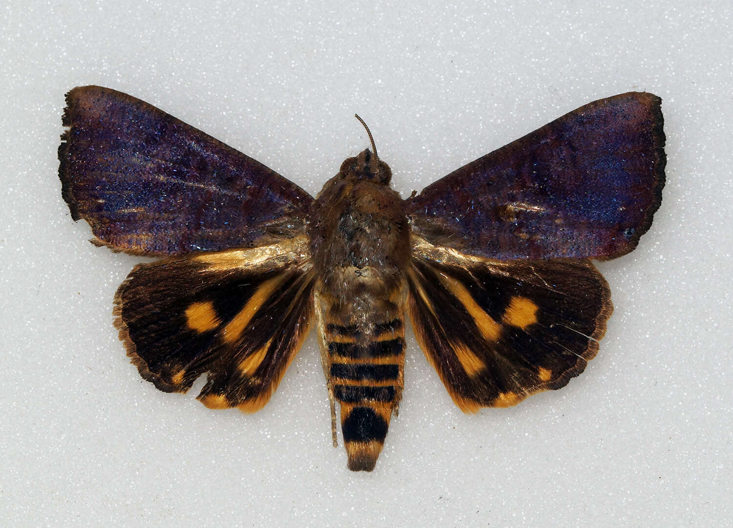 Слика од Hypocala violacea Butler 1879