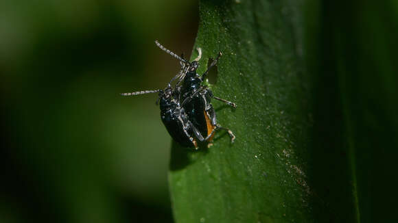 صورة <i>Lema concinnipennis</i>