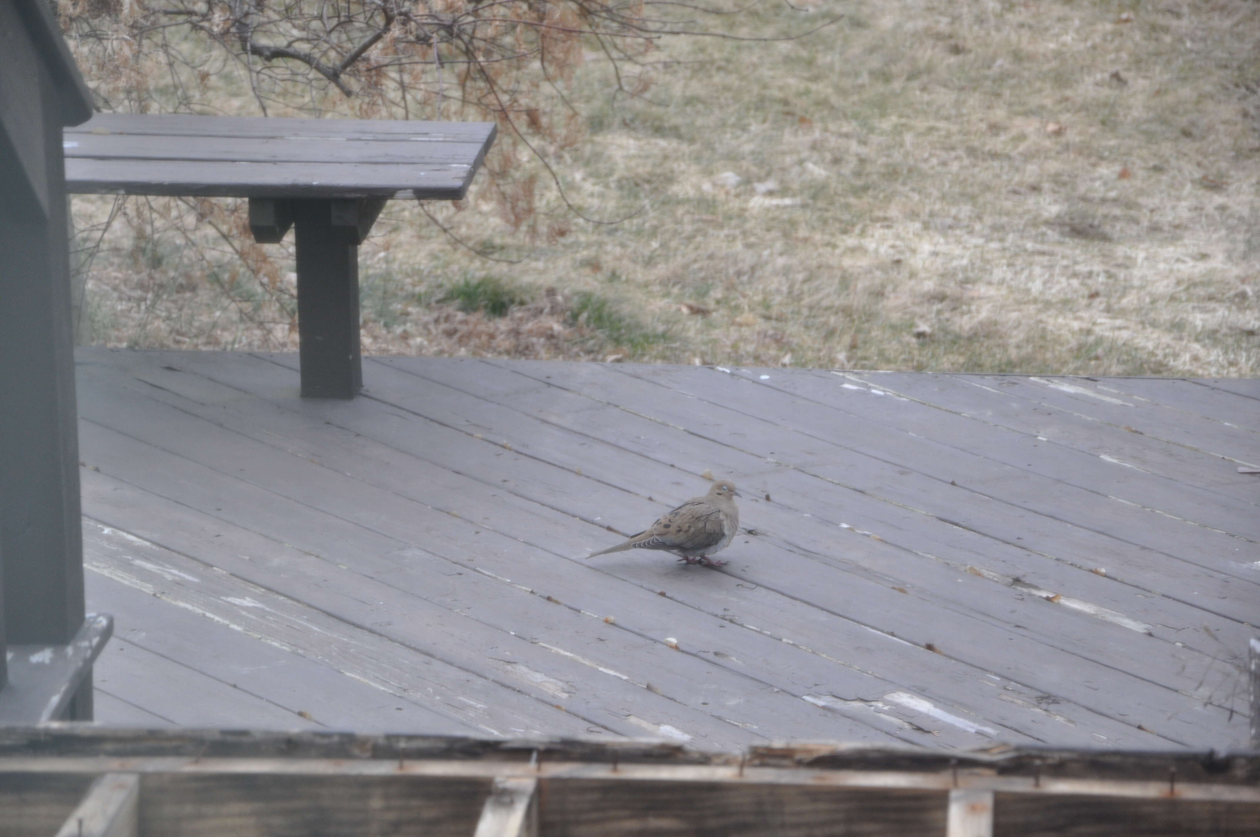 Image of American Mourning Dove