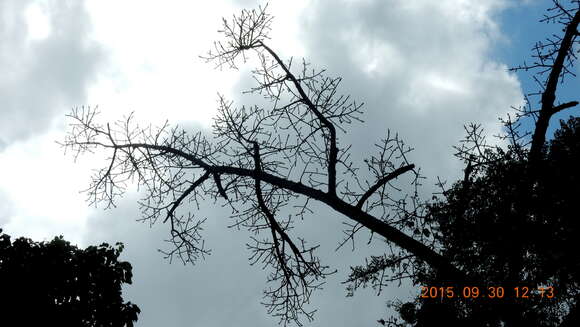 Ficus cyclophylla (Miq.) Miq.的圖片