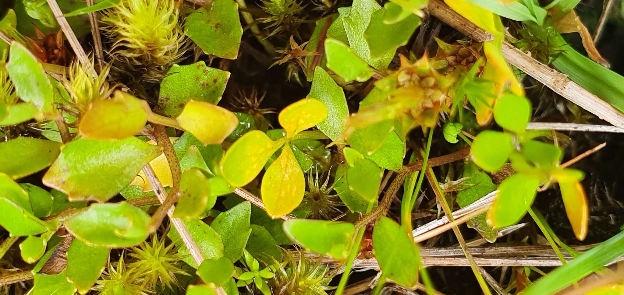 صورة Azorella nitens Petrie