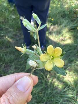 Image of Texas blazingstar