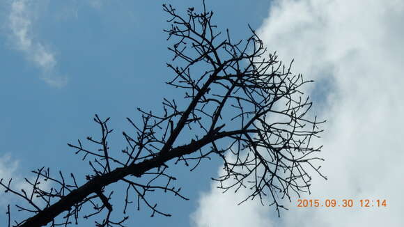 Ficus cyclophylla (Miq.) Miq.的圖片