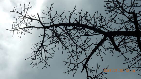 Image of Ficus cyclophylla (Miq.) Miq.