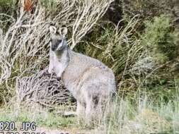 Image of western brush wallaby