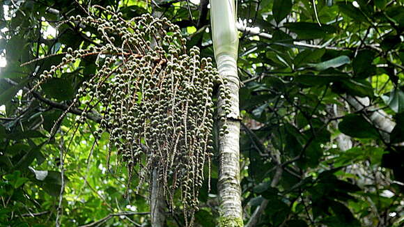 Image of Assai palm