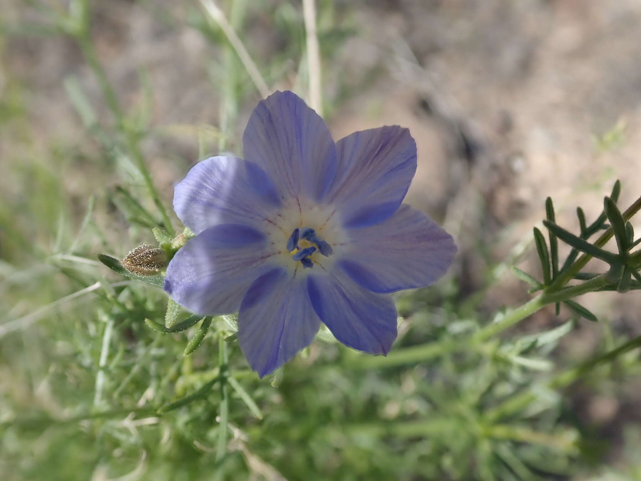 Image of Dayia scabra (Brandegee) J. M. Porter