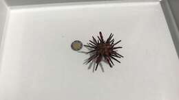 Image of slate pencil urchin