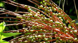 Image of Assai palm