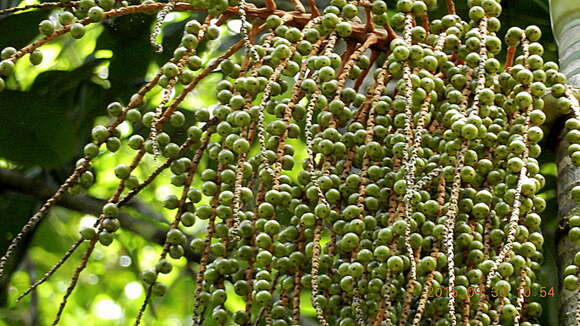 Image of Assai palm