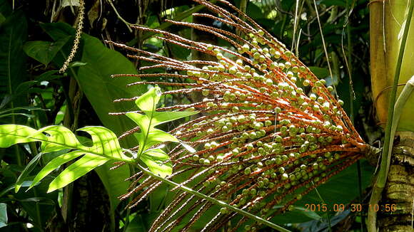 Image of Assai palm