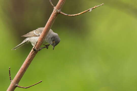 Image of Barred Warbler