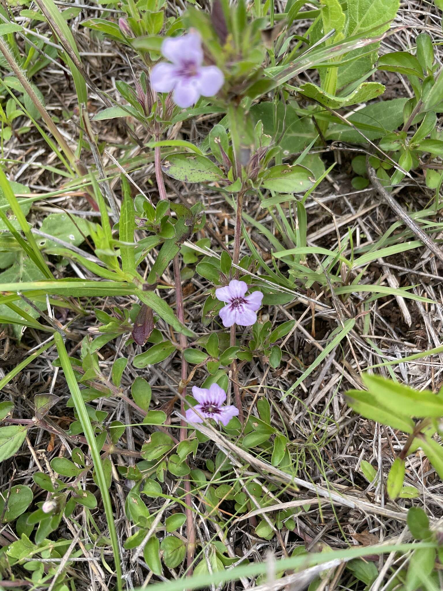 صورة Dyschoriste microphylla (Cav.) Kuntze