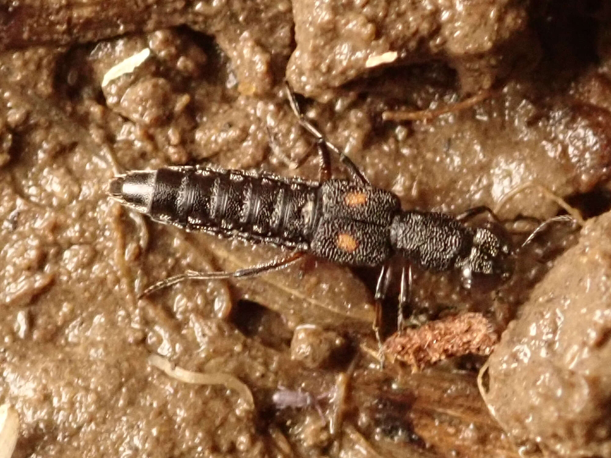 Stenus (Stenus) bimaculatus Gyllenhal 1810 resmi