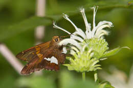 Image of Silver-spotted Skipper