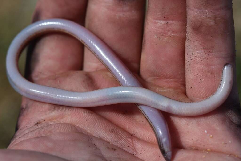 Image of Linnaeus' Lance Skink