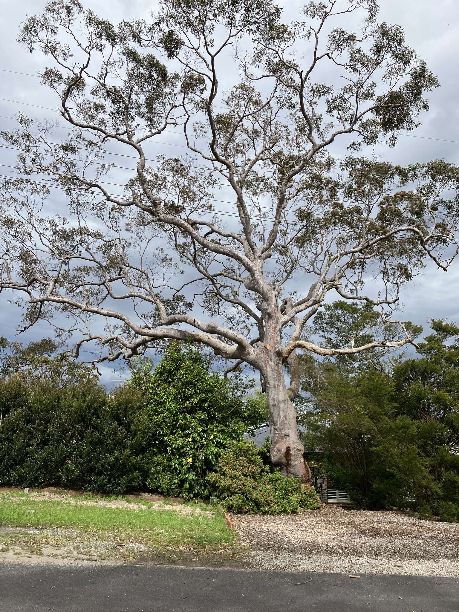 Image of Angophora costata subsp. costata