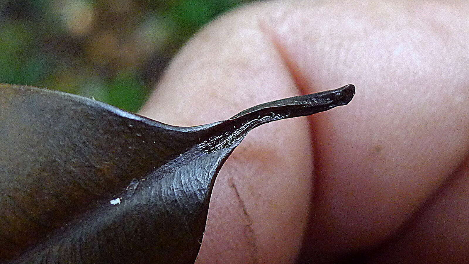 Image of Micropholis crassipedicellata (Mart. & Eichler) Pierre