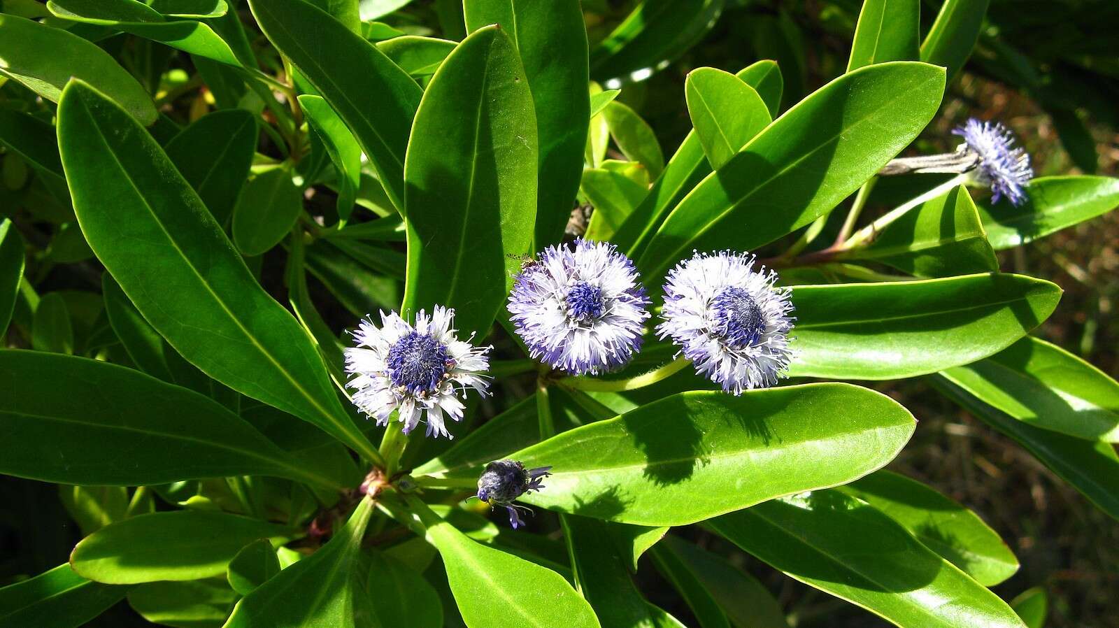 Image of Globularia amygdalifolia Webb