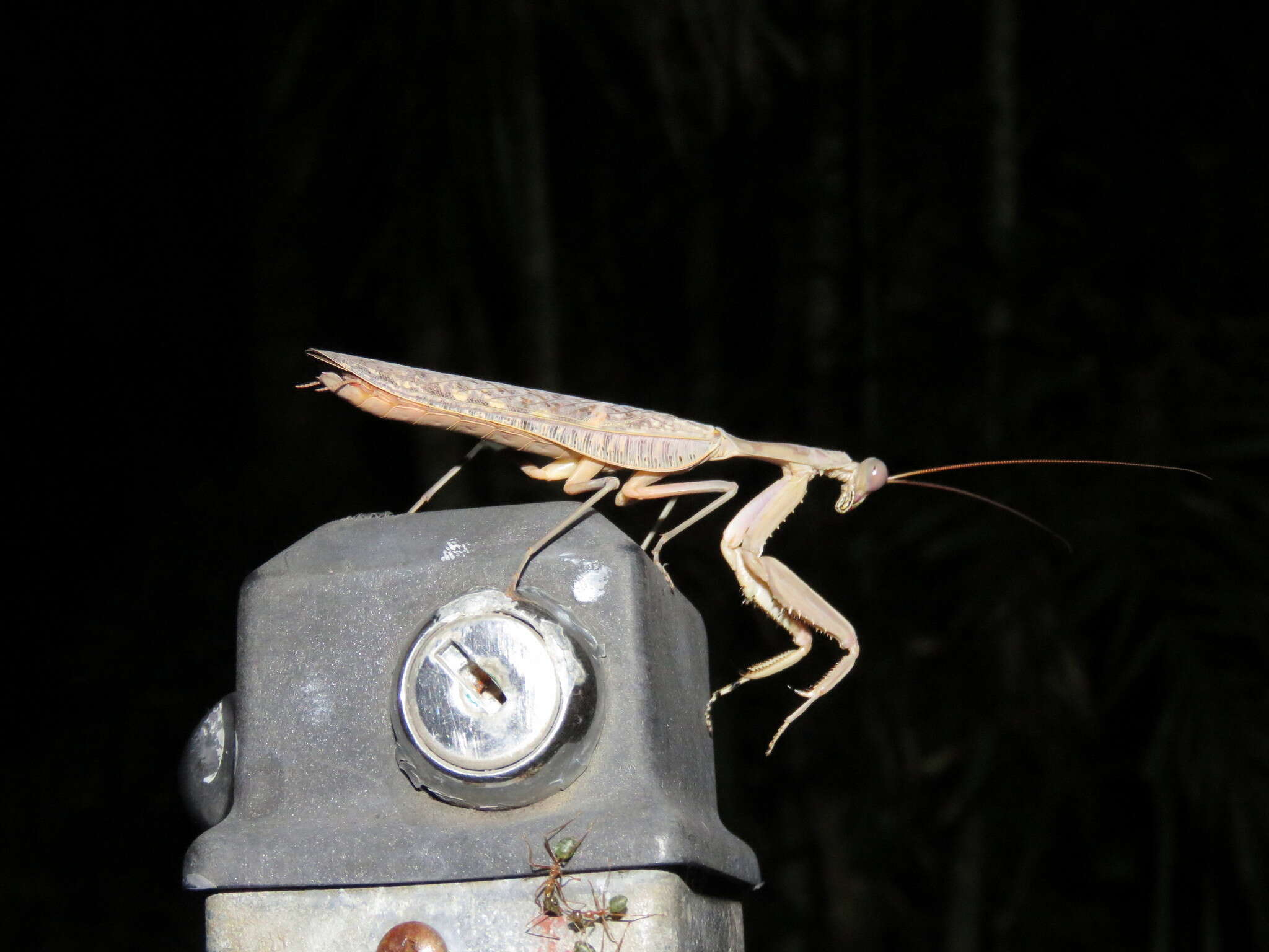 Image of Sphodropoda quinquedens Mac Leay 1827