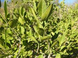 Sivun Mystroxylon aethiopicum subsp. schlechteri (Loes.) R. H. Archer kuva