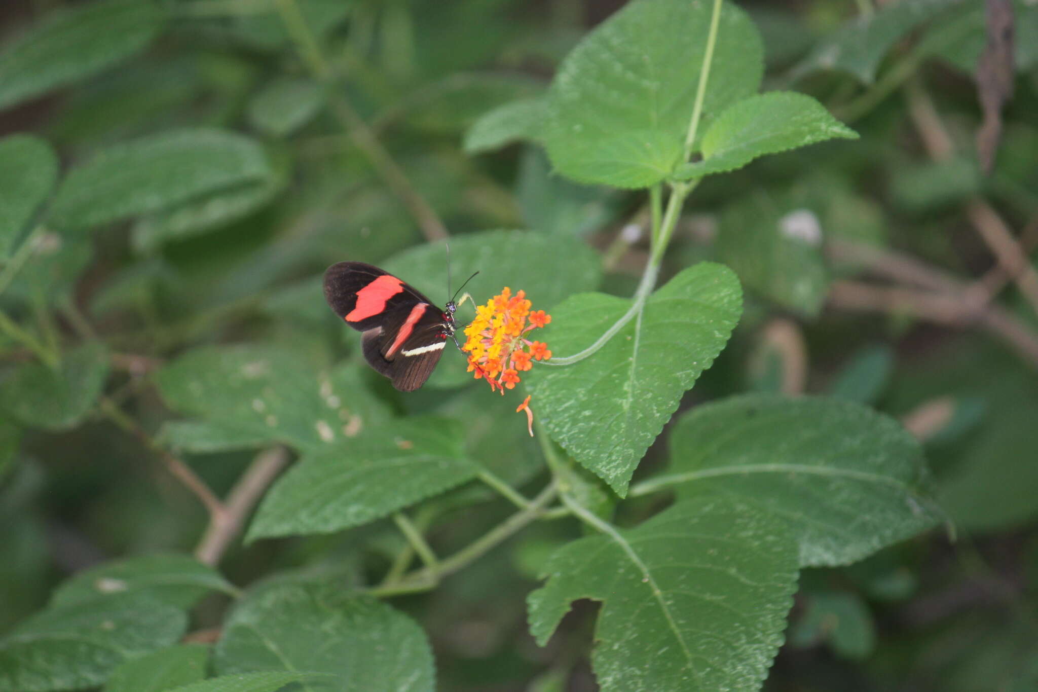 Image de Heliconius erato Linnaeus 1758