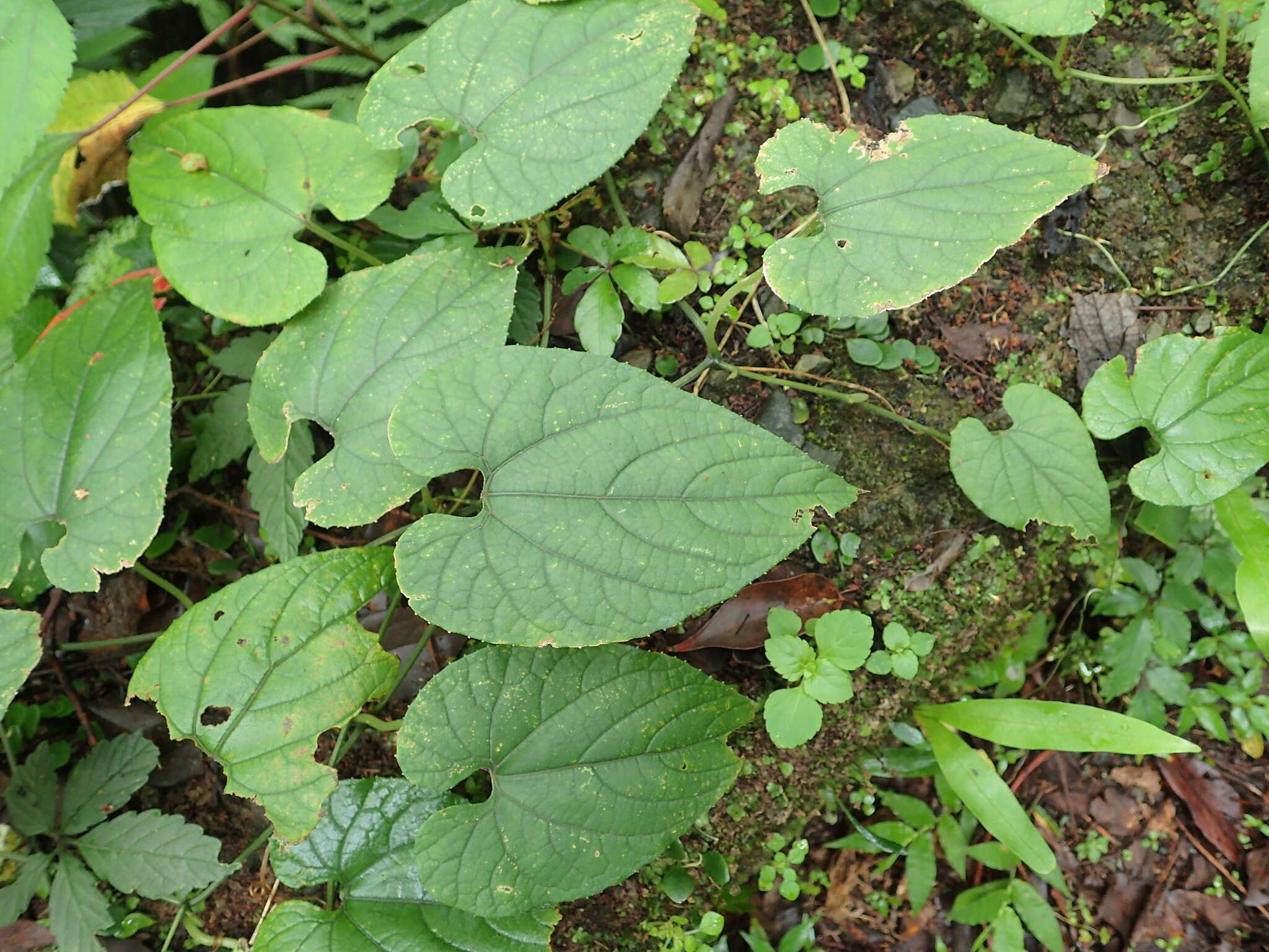 Plancia ëd Thladiantha punctata Hayata