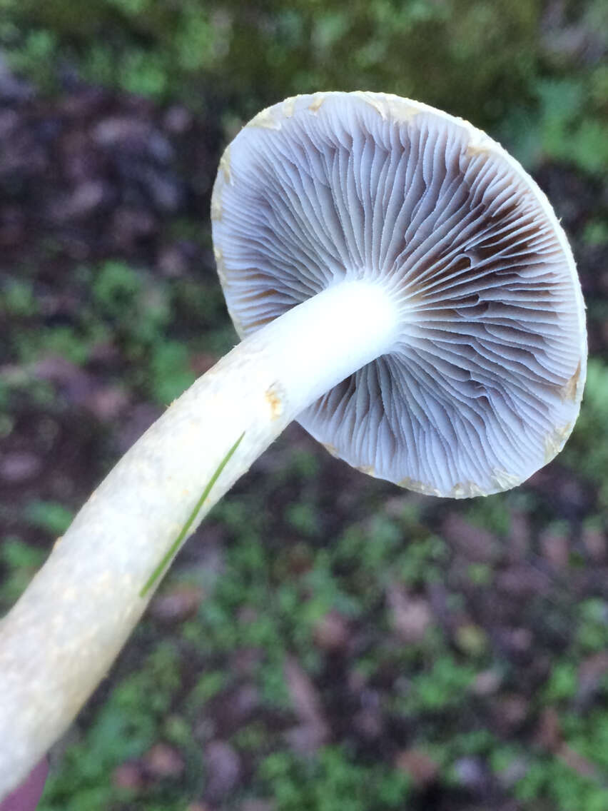 Image de Leratiomyces percevalii (Berk. & Broome) Bridge & Spooner 2008