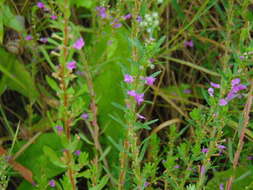 Plancia ëd Lythrum hyssopifolia L.