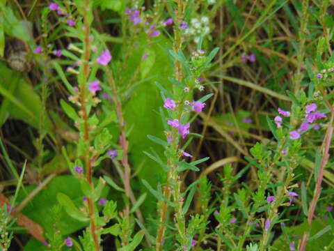 Plancia ëd Lythrum hyssopifolia L.