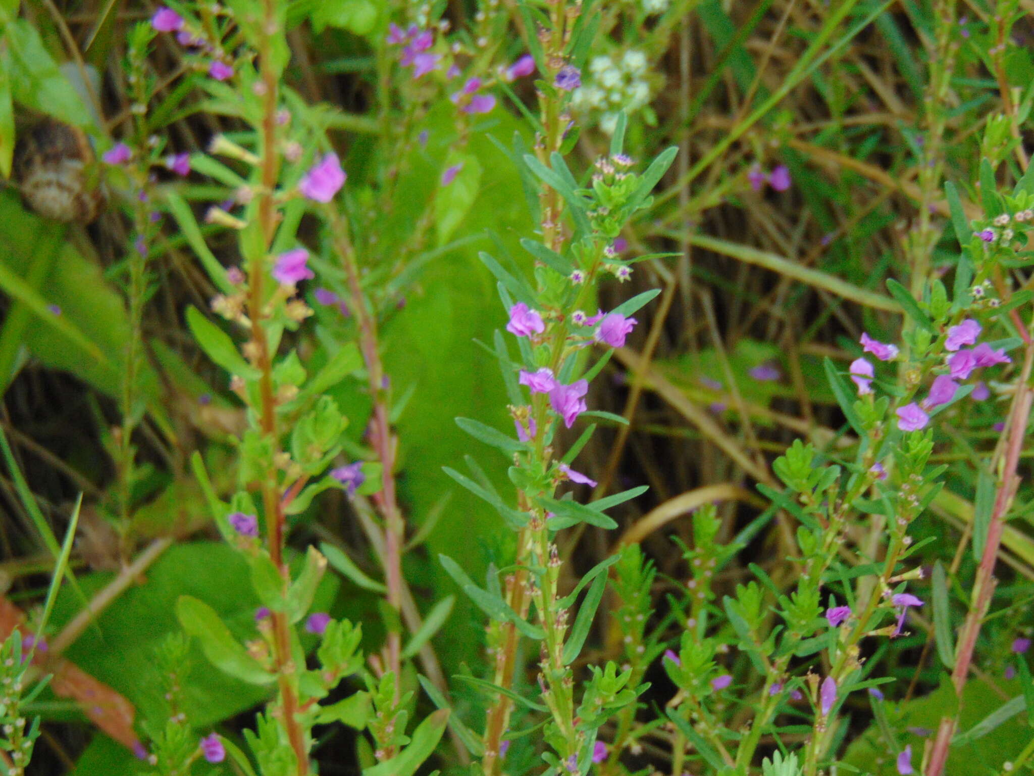 Plancia ëd Lythrum hyssopifolia L.