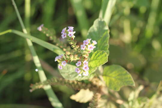 Image of Heliotropium nicotianifolium Poir.