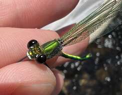 Image of Appalachian Jewelwing