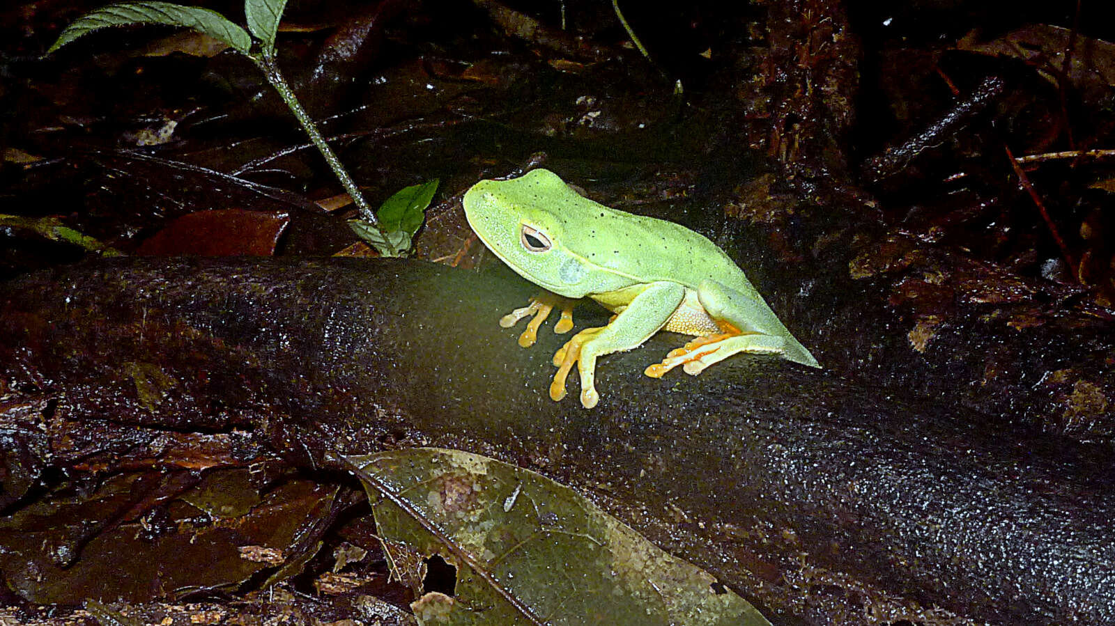 Image of Boana albomarginata