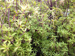 صورة <i>Leucopogon fasciculatus</i>