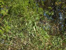 Image of Solanum amygdalifolium Steud.