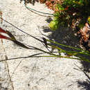 Image of Plain Painted Lady