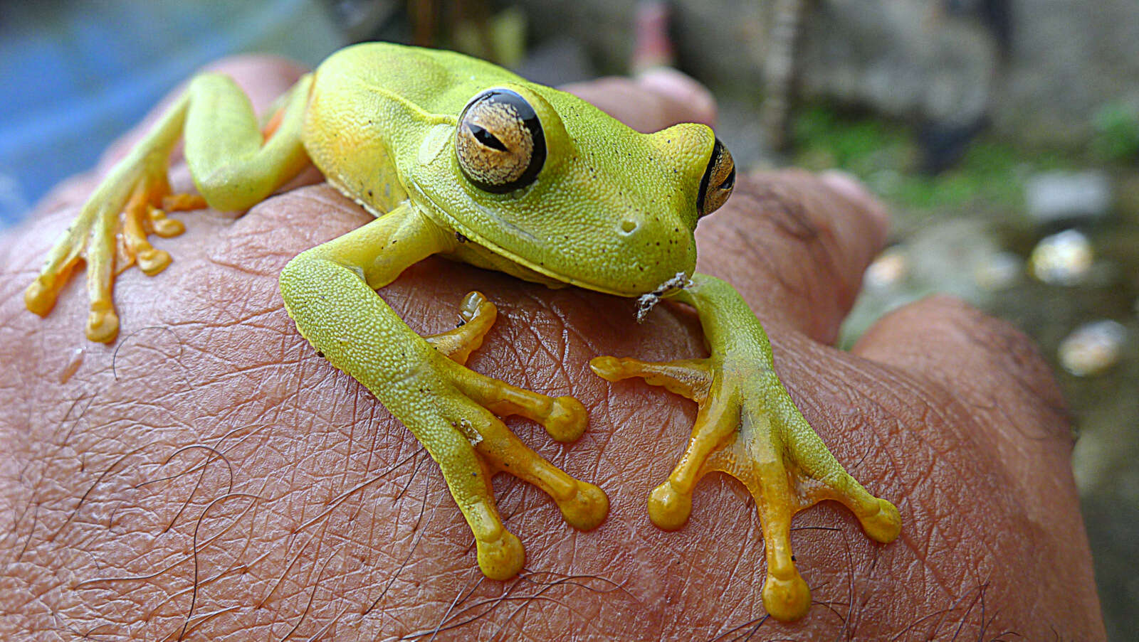 Image of Boana albomarginata