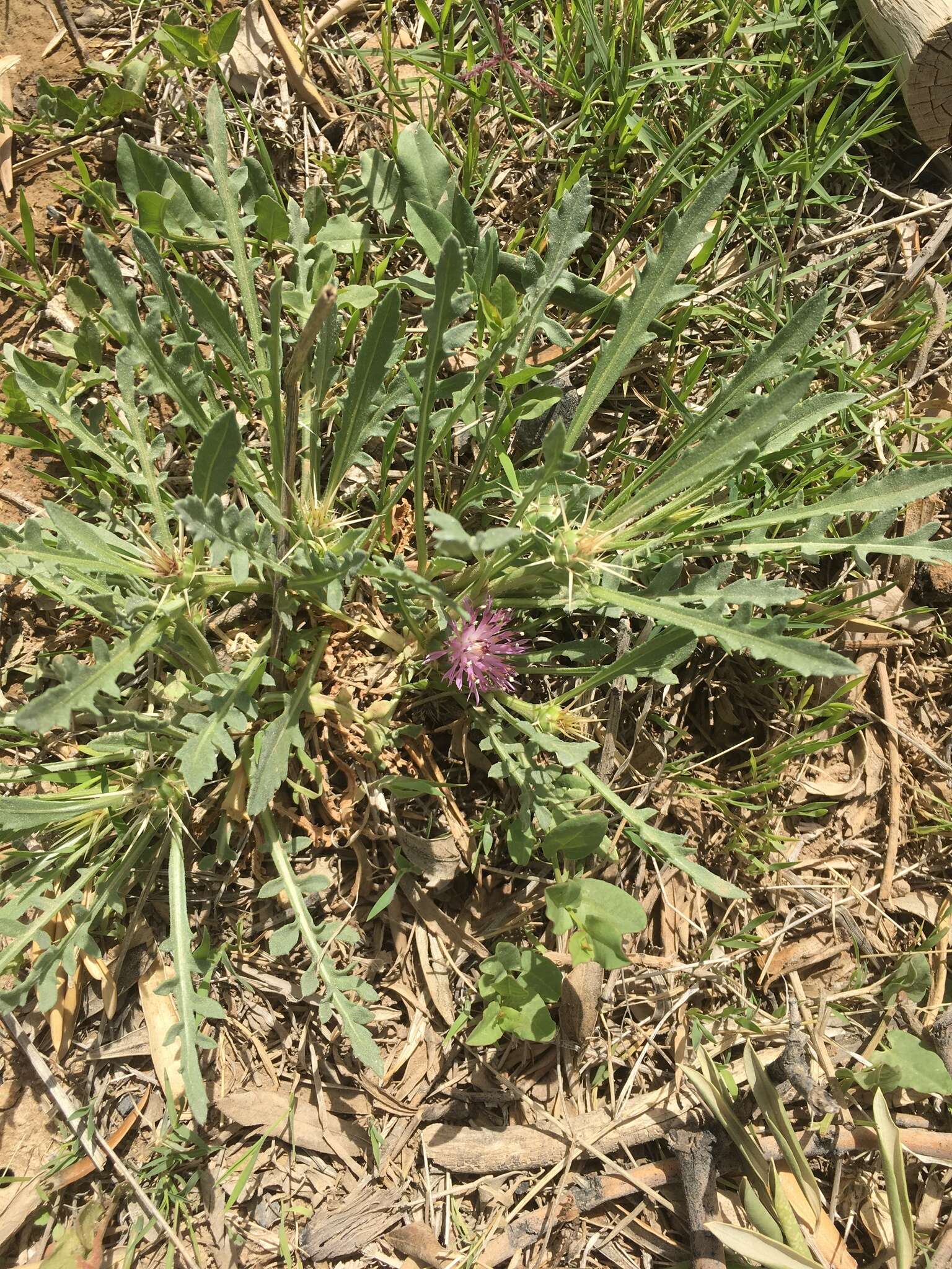 Image of Centaurea pungens Pomel