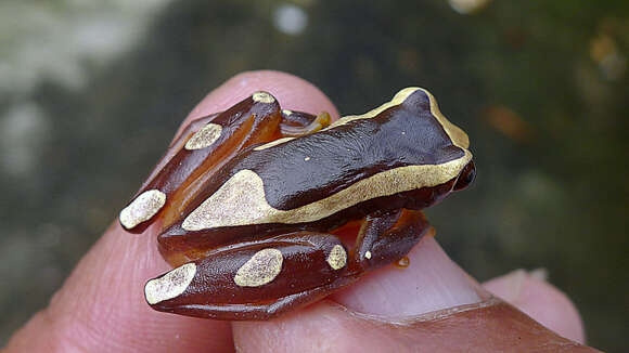 Image of Dendropsophus elegans (Wied-Neuwied 1824)